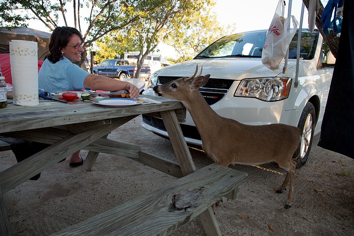 Tourismus Human Impact Key Hirsch Odocoileus virginianus Key Deer